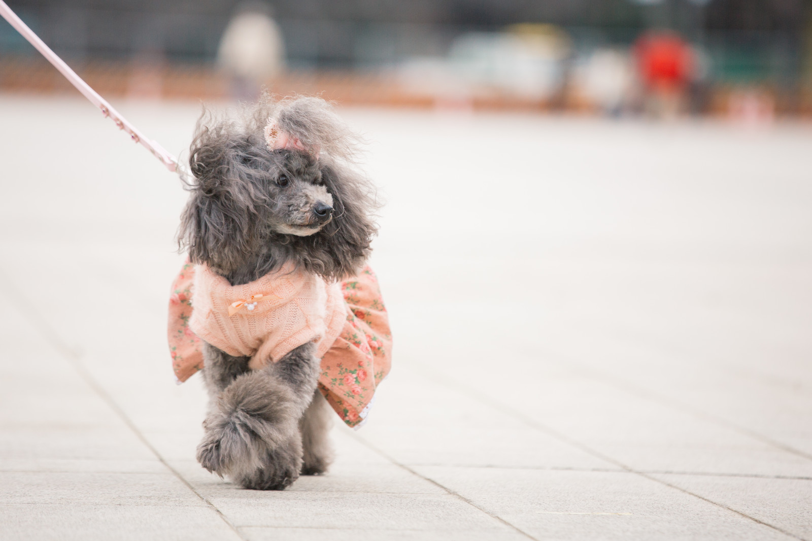 犬がリードを引っ張るけど苦しくないの リードの引っ張りによって起こる問題とは 滋賀 岐阜が中心 子犬のしつけをするなら出張ドッグトレーナー Sunny Dogへ