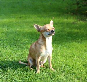 【犬種別シリーズ】小さなアイドル犬！チワワについてご紹介していきます！