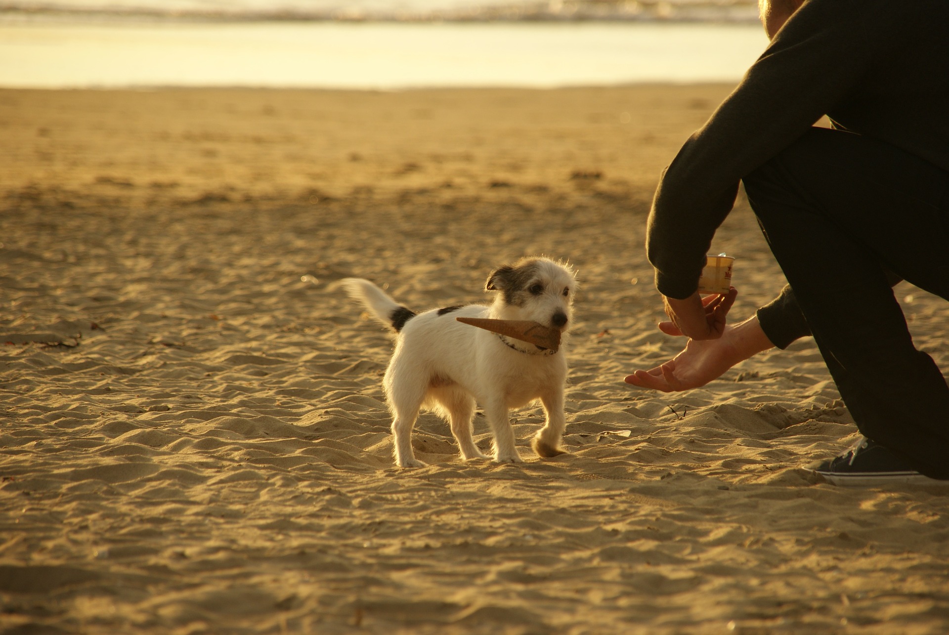 犬の呼び戻しのコツとは 少しの意識と練習で戻ってくるようになります 滋賀 岐阜で子犬のしつけをするなら出張ドッグトレーナー Sunny Dogへ