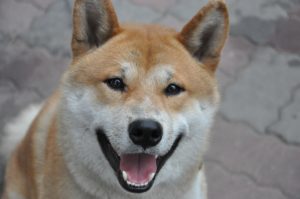 【犬種別シリーズ】日本犬と言えば柴犬！性格は？どんな特徴があるの？