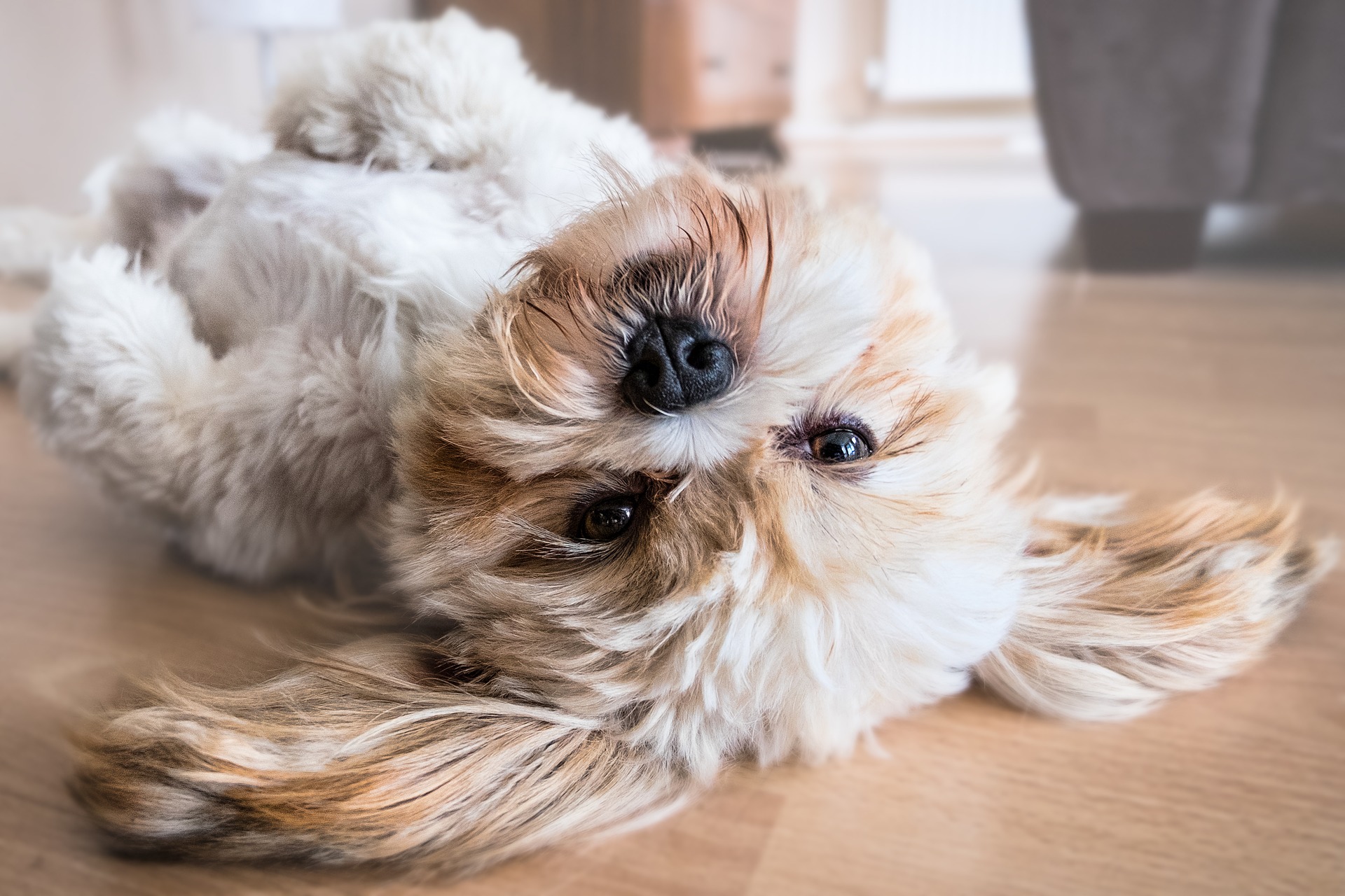 犬にブラッシングをする必要性って何 犬種別のブラッシング方法と合わせてご紹介します 長浜 彦根 米原 東近江 近江八幡 大垣 垂井 関ヶ原 養老 岐阜が中心 子犬のしつけをするなら出張ドッグトレーナー Sunny Dogへ