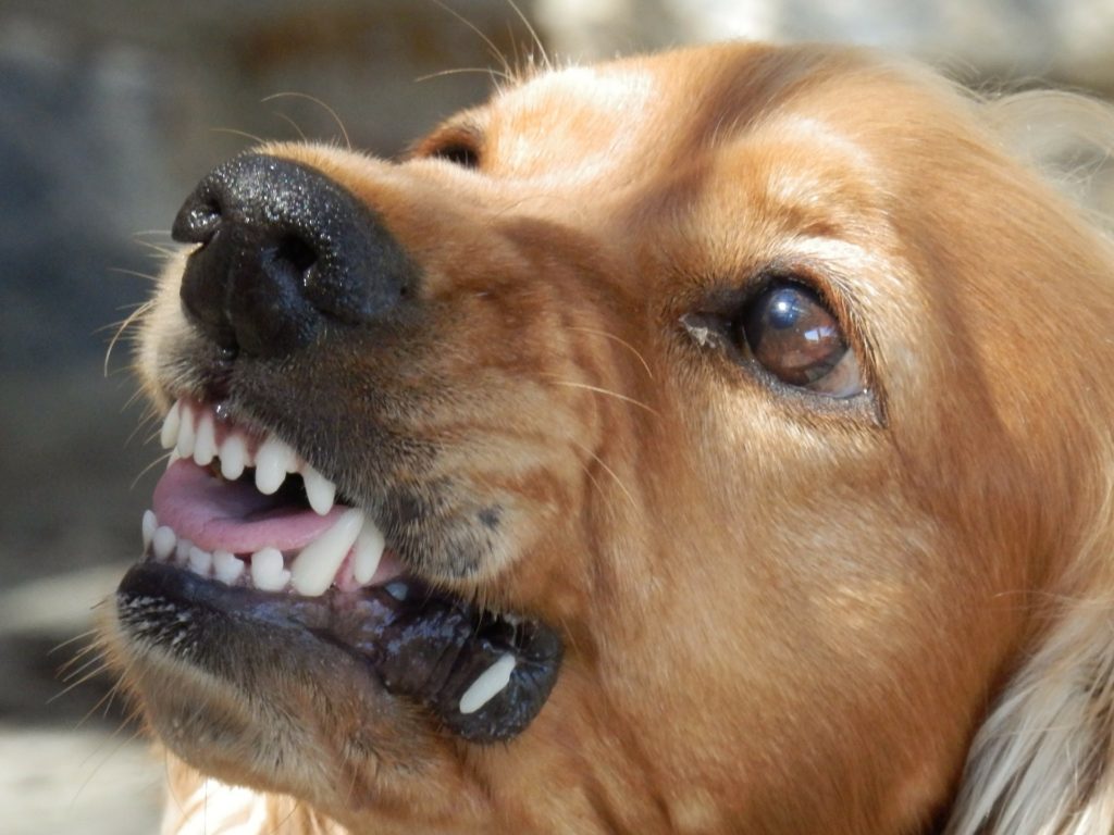 犬の体に触ると怒る、噛む、唸る！その原因と解決方法はこちらをご覧ください！ 出張ドッグトレーナー Cherish