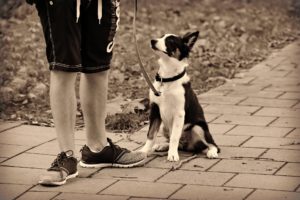 犬の「待て」の教え方と３つの活用方法をご紹介します！