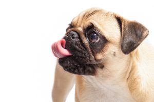 お悩みで多い愛犬の食糞行動。食糞をする理由と予防方法をご紹介！