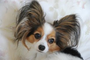 【犬種別シリーズ】大きな耳が特徴的！気品溢れるパピヨンの正体とは？