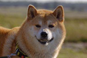 【犬種別シリーズ】日本犬と言えば柴犬！性格は？どんな特徴があるの？
