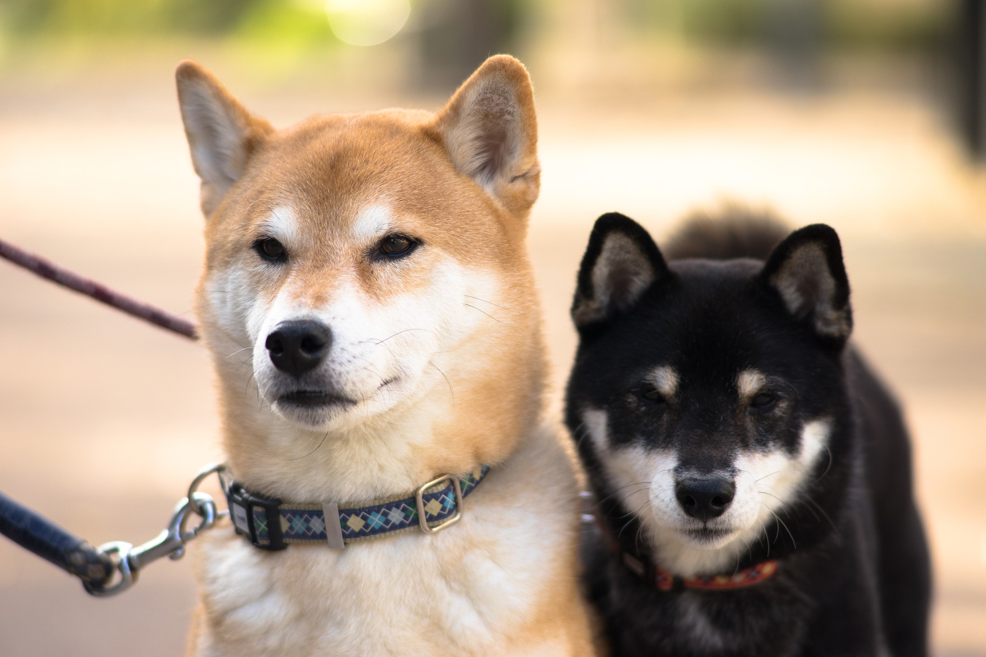 【犬種別シリーズ】日本犬と言えば柴犬！性格は？どんな特徴があるの？ 滋賀、岐阜が中心！子犬のしつけをするなら出張